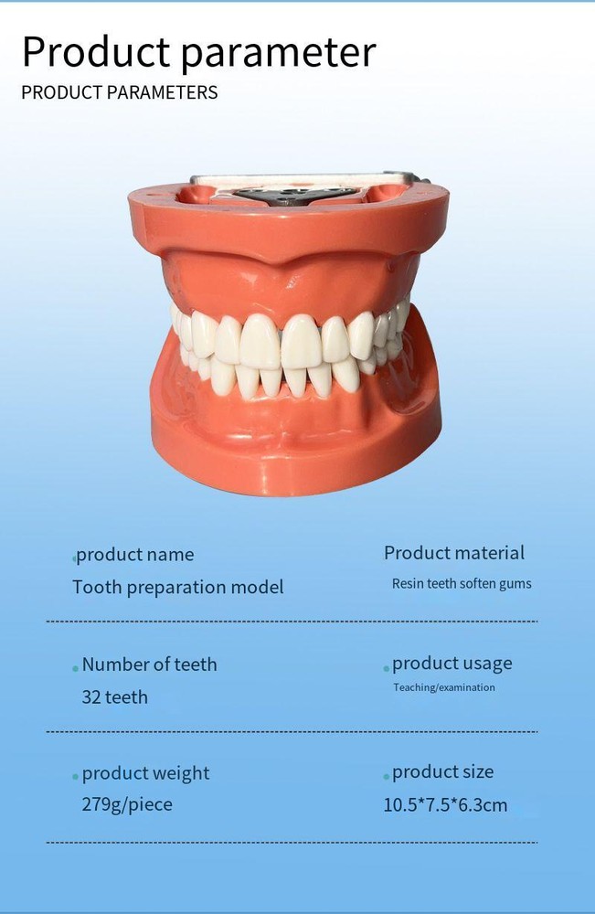 Dental 32PCS Teeth Model With Removable Teeth Training With a screwdriver