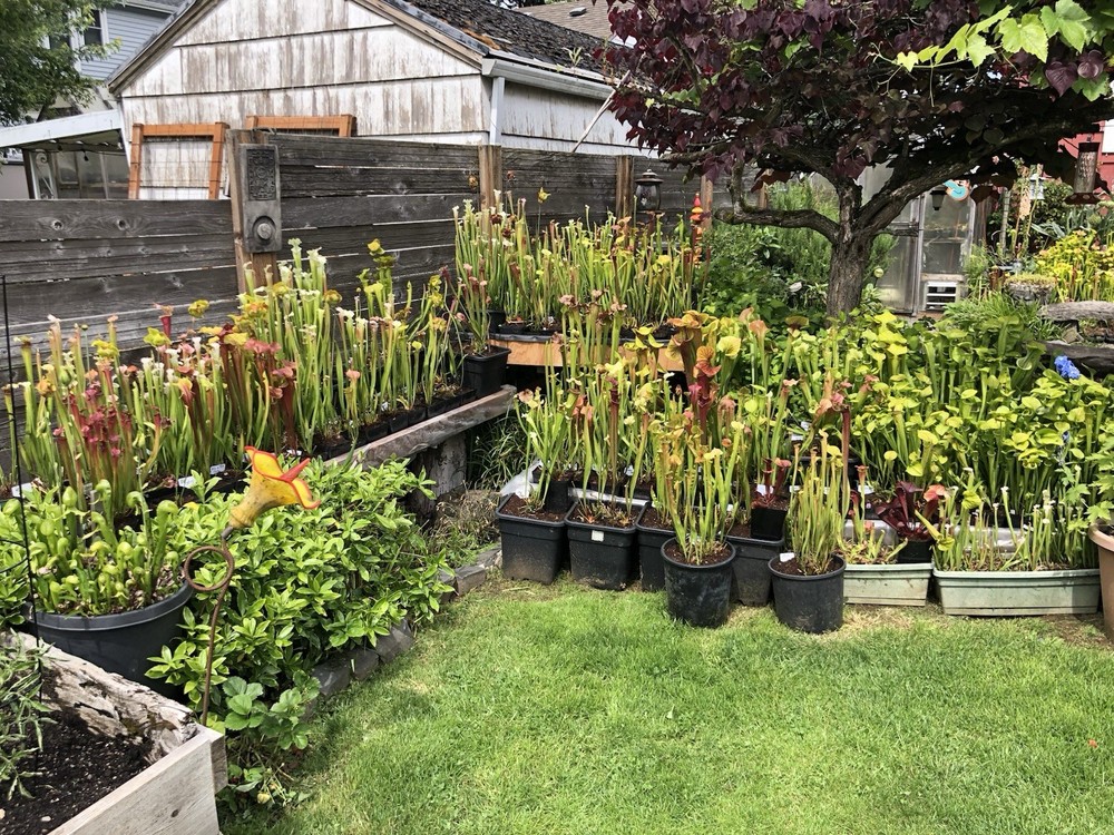Sarracenia Bare Root Rhizomes
