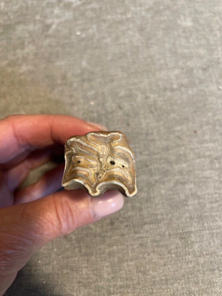 ice age horse tooth