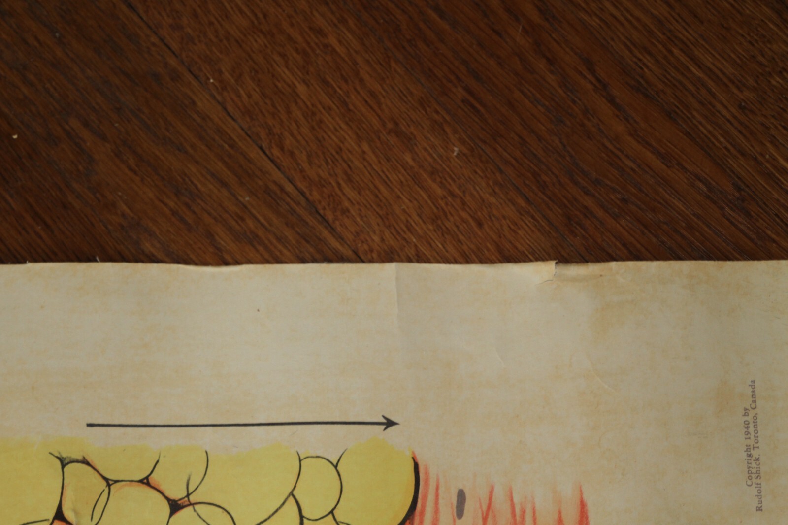 Rare Vintage 1940’s Scientific Medical Classroom Canvas Poster Chart of Skin