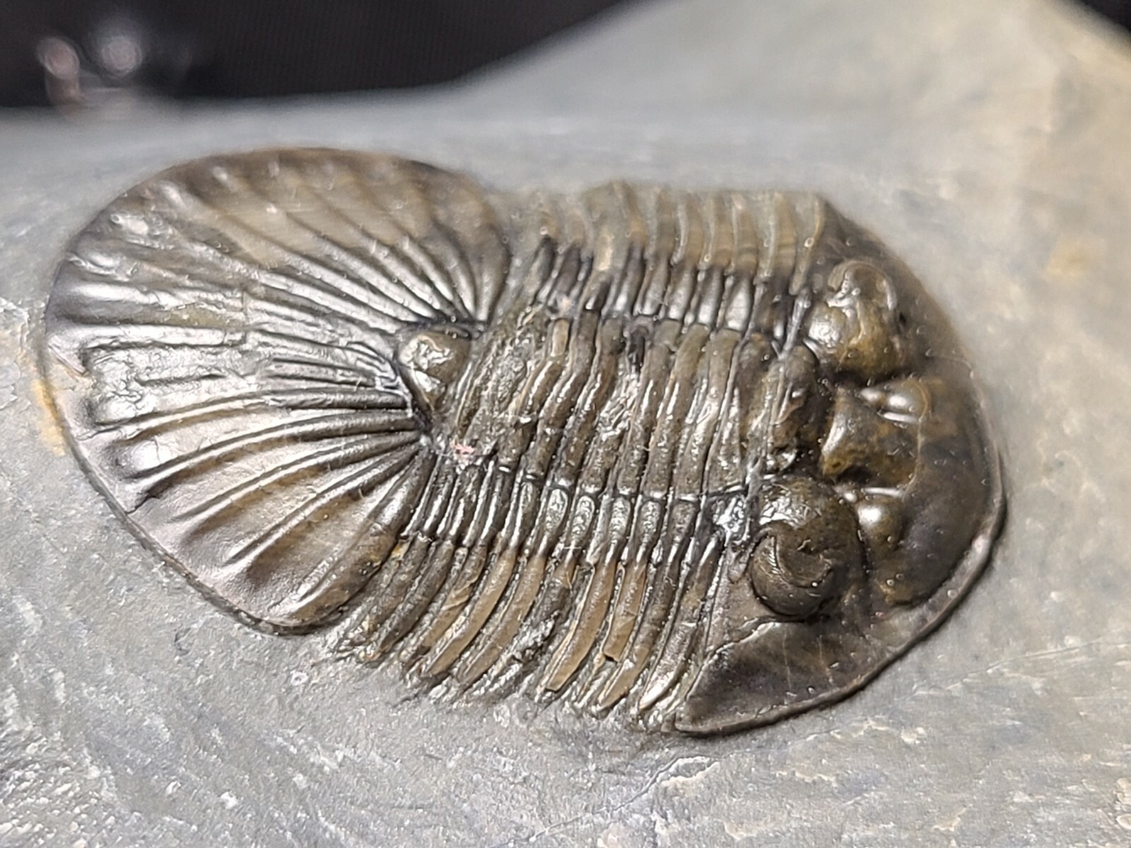 Top Quality double Scabriscutellum trilobite fossil from the Devonian Morocco