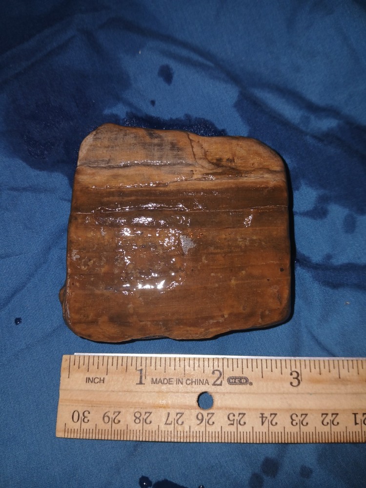 9.5 oz Agatized Petrified Wood