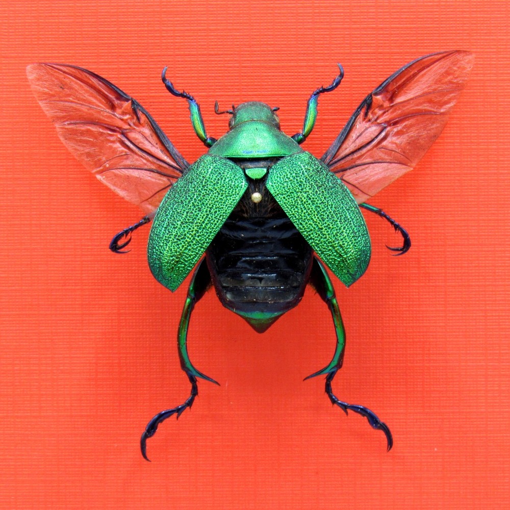 Real mounted beetle - Chrysophora chrysochlora - A1