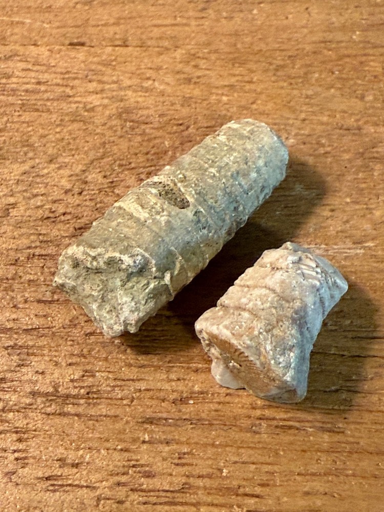 TWO Echinoderm Crinoid Pennsylvanian Interesting Specimens