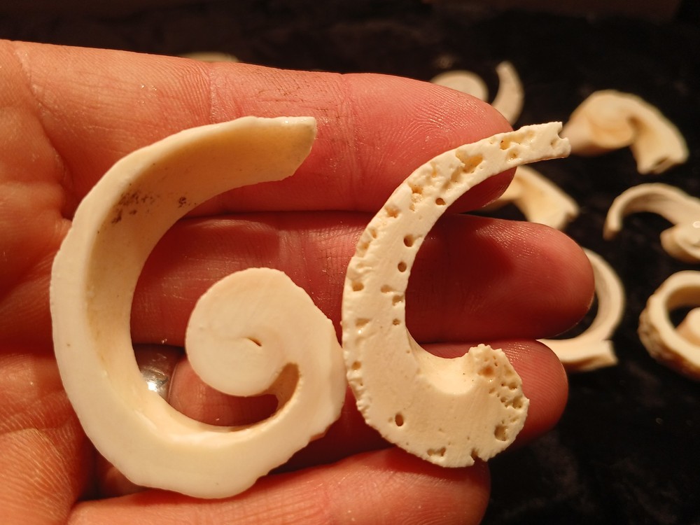 Shell Spiral Slices Lot