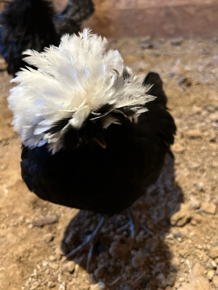 Fertile Polish Hatching Eggs +6