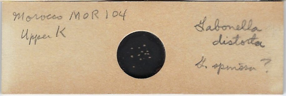 Foraminifera Gabonella distorta from Morocco Microfossil Microscope Slide