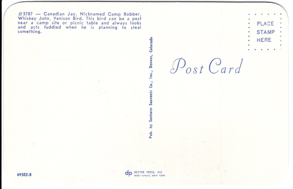 CANADIAN JAY - PC2699