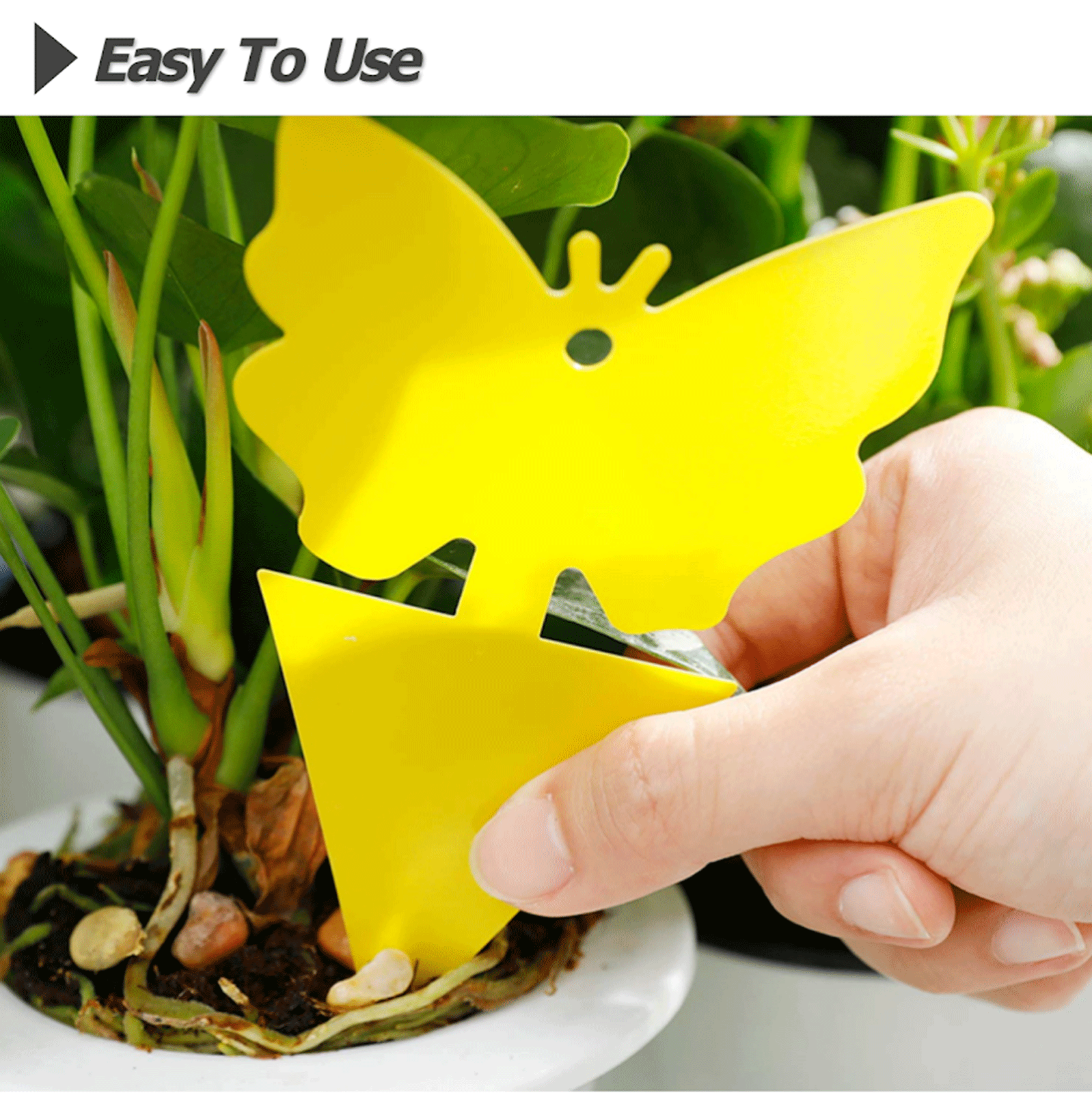 10-100Pcs Sticky Fruit Fly Traps, Fungus Gnat Killer Trap use Indoor Outdoor