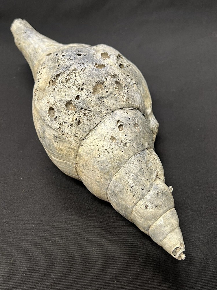 RARE Fossilized TURBINELLA Shell From Central Florida - Pliocene Era.