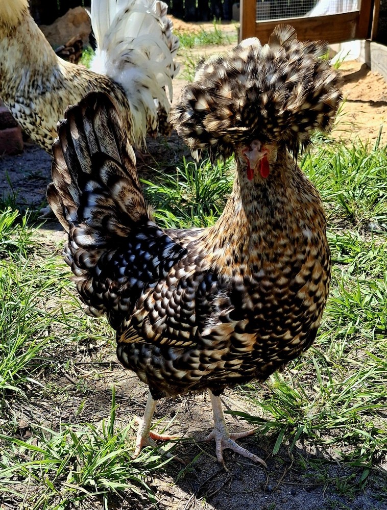 6 Candy Corn Polish Chicken Hatching Eggs *NPIP & AI CLEAN*
