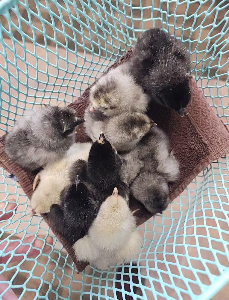 6+2 Extra Homozygous Silverudd Blue Hatching Eggs