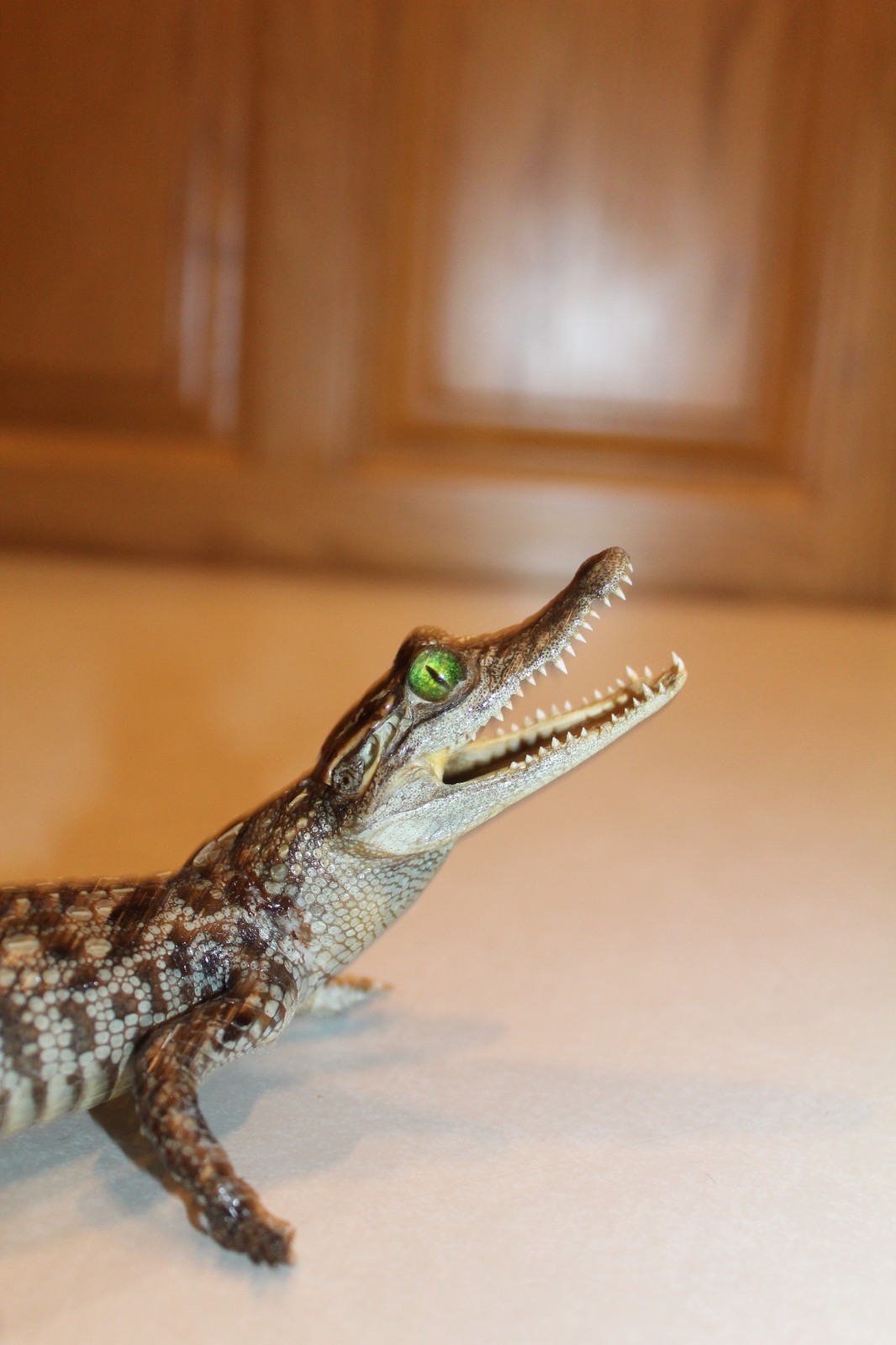 New Alligator Reptile Taxidermy Novelty Log Cabin Decor Whitetail Mule Deer