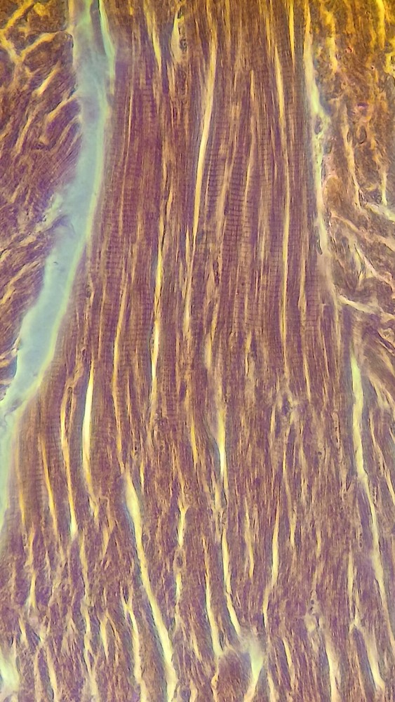 ZEISS MICROSCOPE. Carl Zeiss Neofluar 40x Ph2 Lens