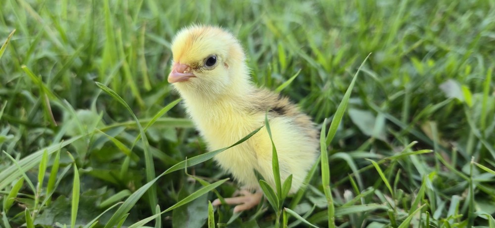 54 Celadon Coturnix Quail Hatching Eggs, True Blue
