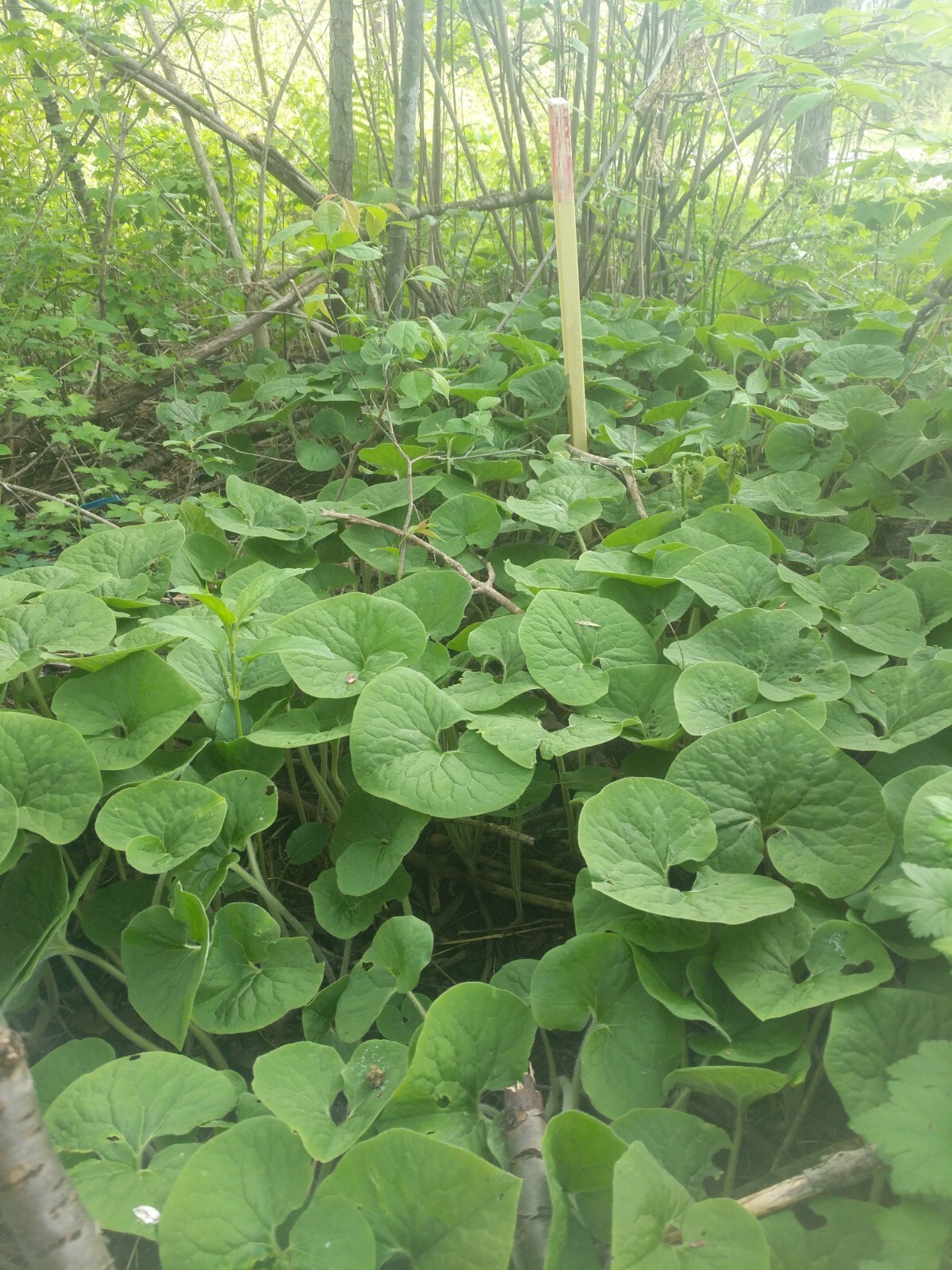 Wild Ginger - Asarum canadense. Birthwort Family. 25 Seeds