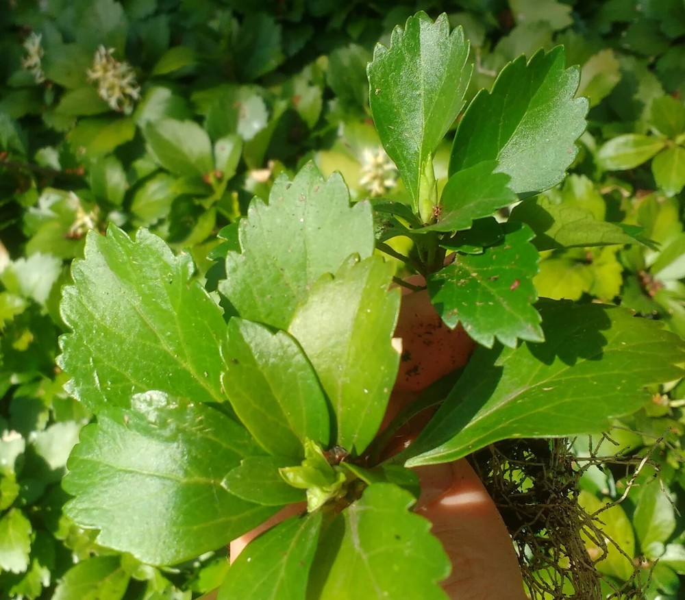 Pachysandra Terminalis 'Green Carpet'  - 100 Bare Root Plants