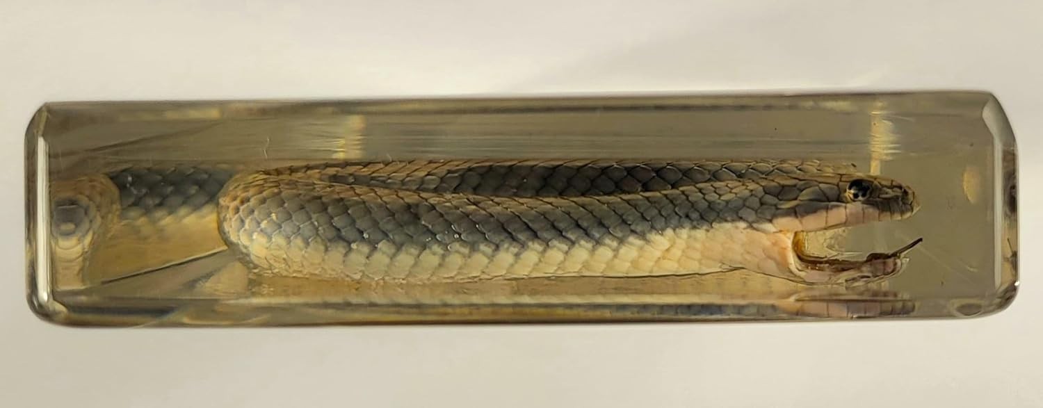 Chinese Water Snake Encased in Crystal Clear Lucite Resin 6.3" Paperweight Block