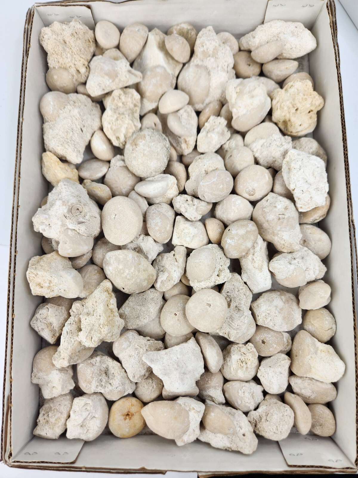 Fossil Sea Urchin (Echinoid) - Florida - 1 Per Purchase - Matrix/Free Standing