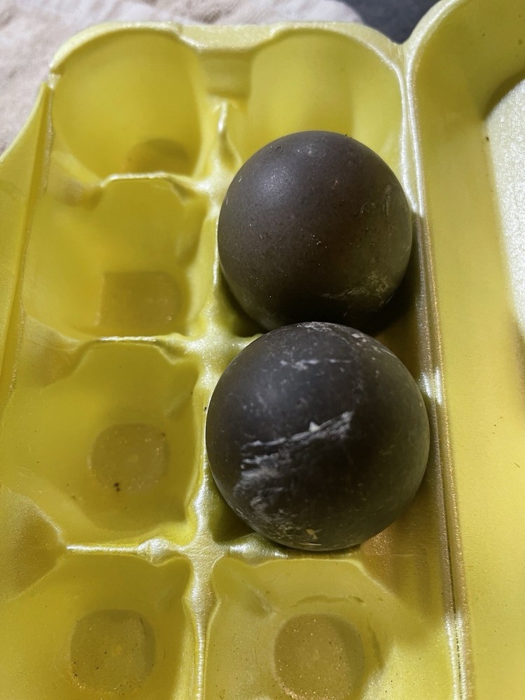 Cayuga Duck Hatching 6 Pack only Fertile Eggs