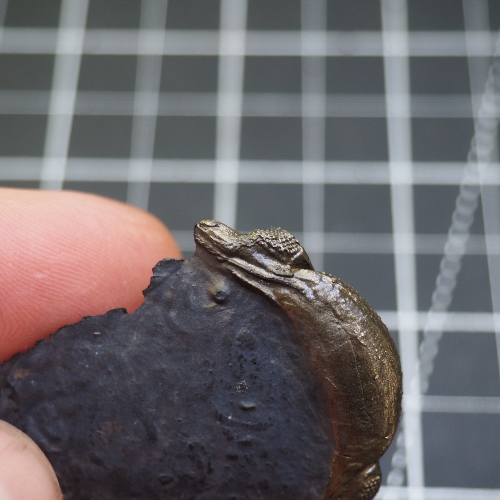 Chotecops ferdinandi Pyrite Trilobite Bundenbach Germany Fossil Devonian