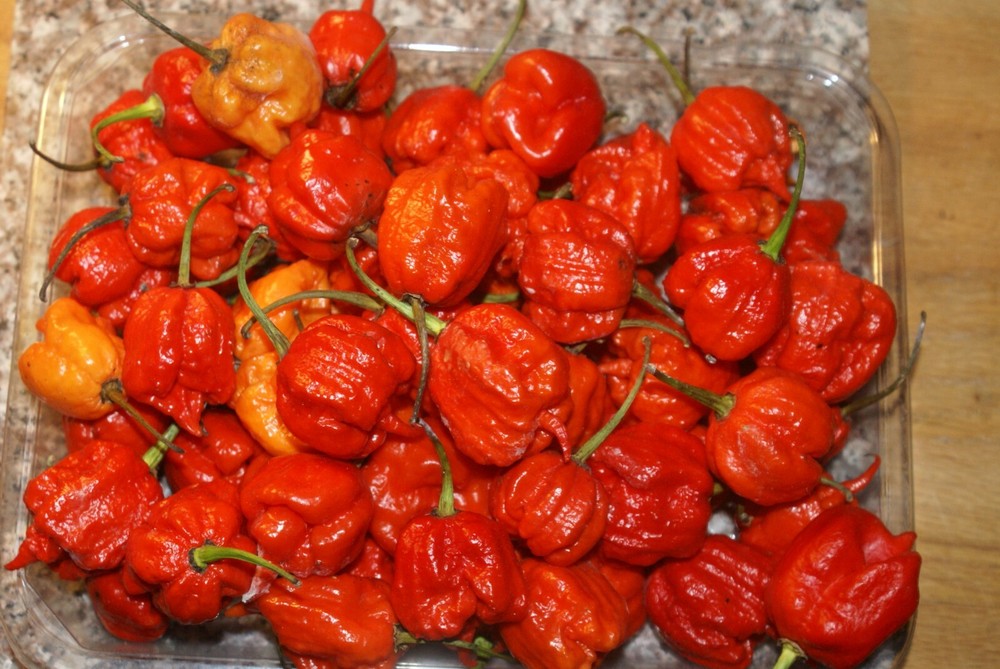 REAPER PHASER - PEPPER SPRAY SELF DEFENSE WEAPON-STOPS ATTACKING ANIMALS*