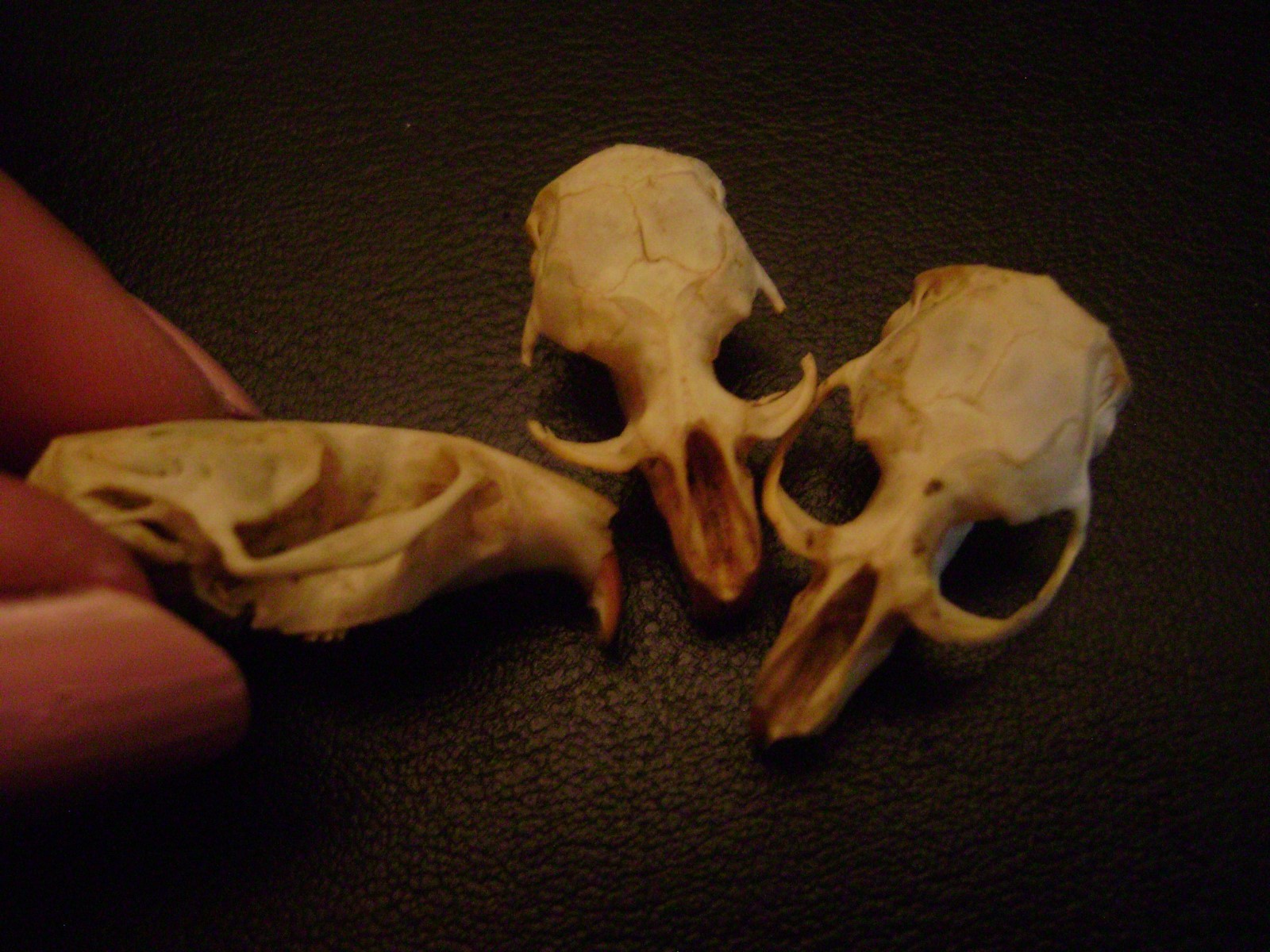 3 BLIND MICE real rat skulls HALLOWEEN CRAFTS taxidermy display BONES animal lot