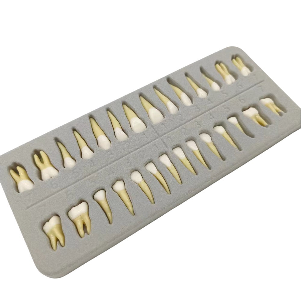 Dental 1:1 Permanent Teeth Demonstration Teach Study Model with 28Pcs Teeth