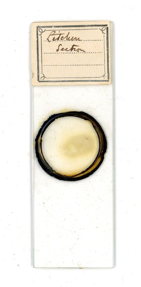 Antique glass Microscope slide Lichen Section sample #82
