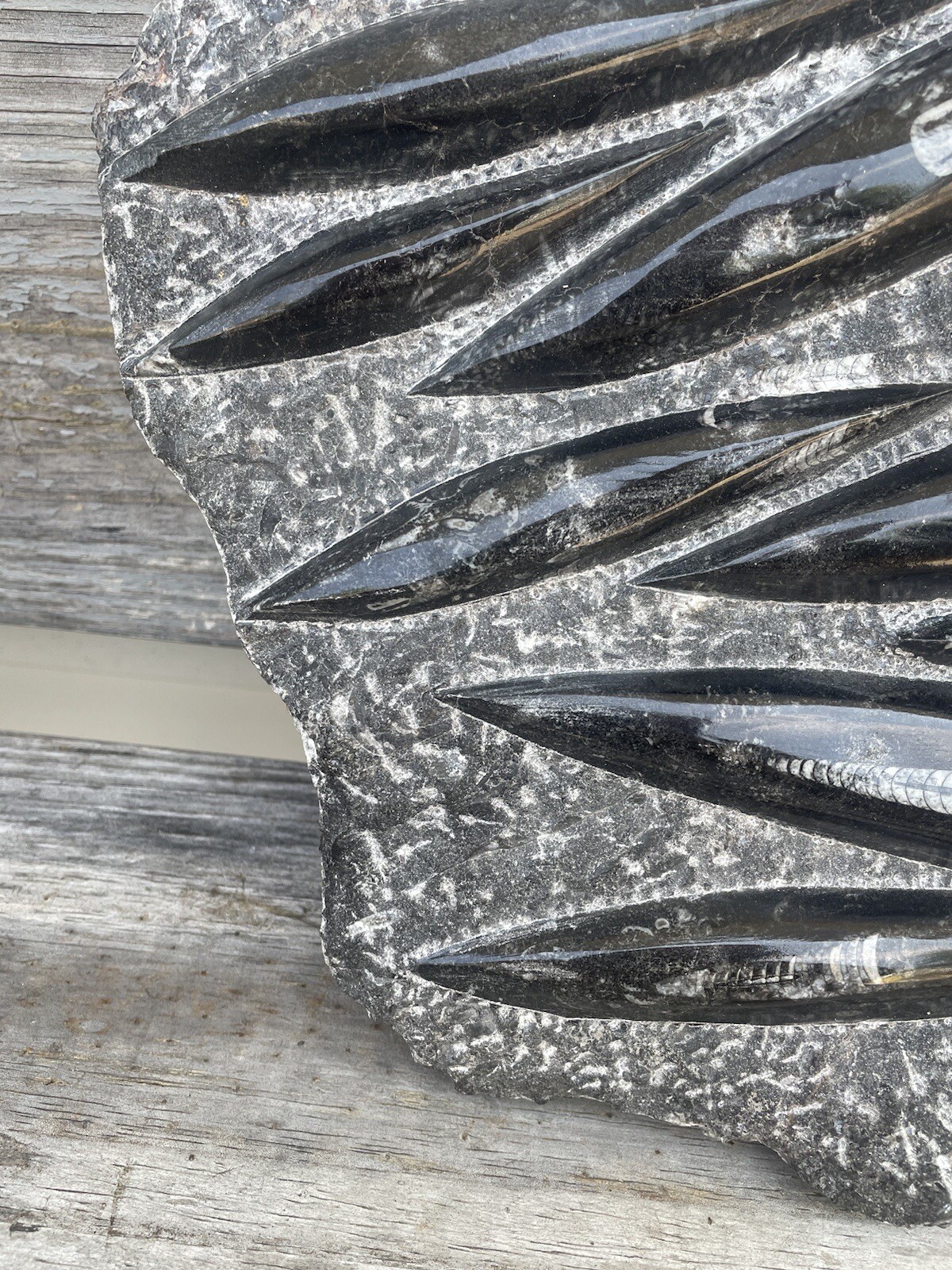 Polished Orthoceras Fossil Black Stone Slab Beautiful ❤️❤️❤️