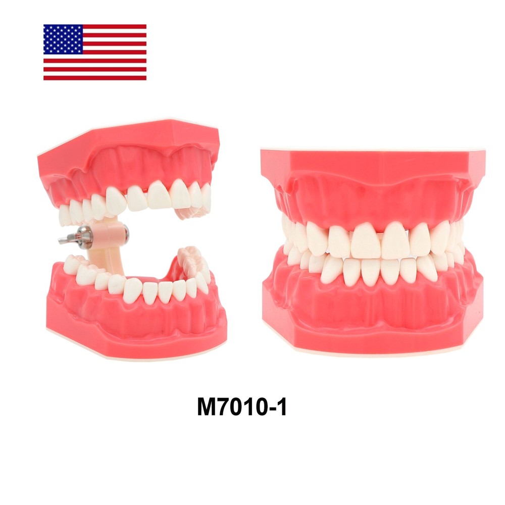US Dental Model Brushing Flossing Practice Teaching Studying Orthodontic Model