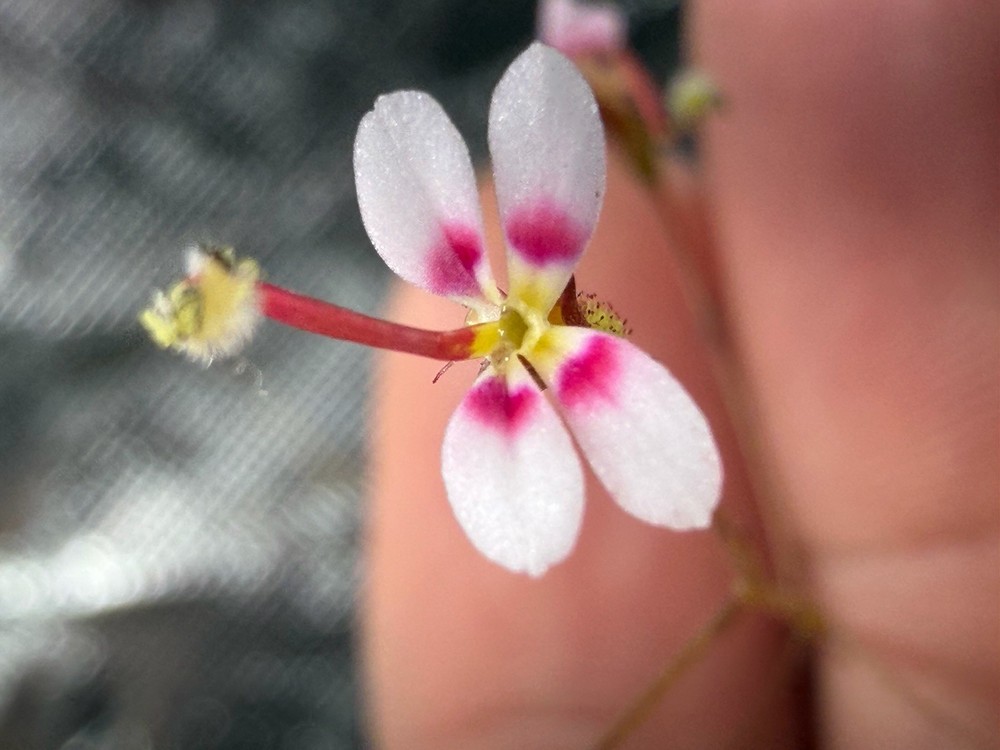 Stylidium caespitosum - Triggerplant