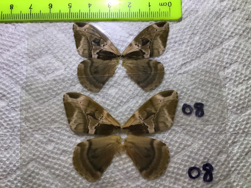 LPSA2  08  A+/ A   Dirphia   ? Saturniidae Moths