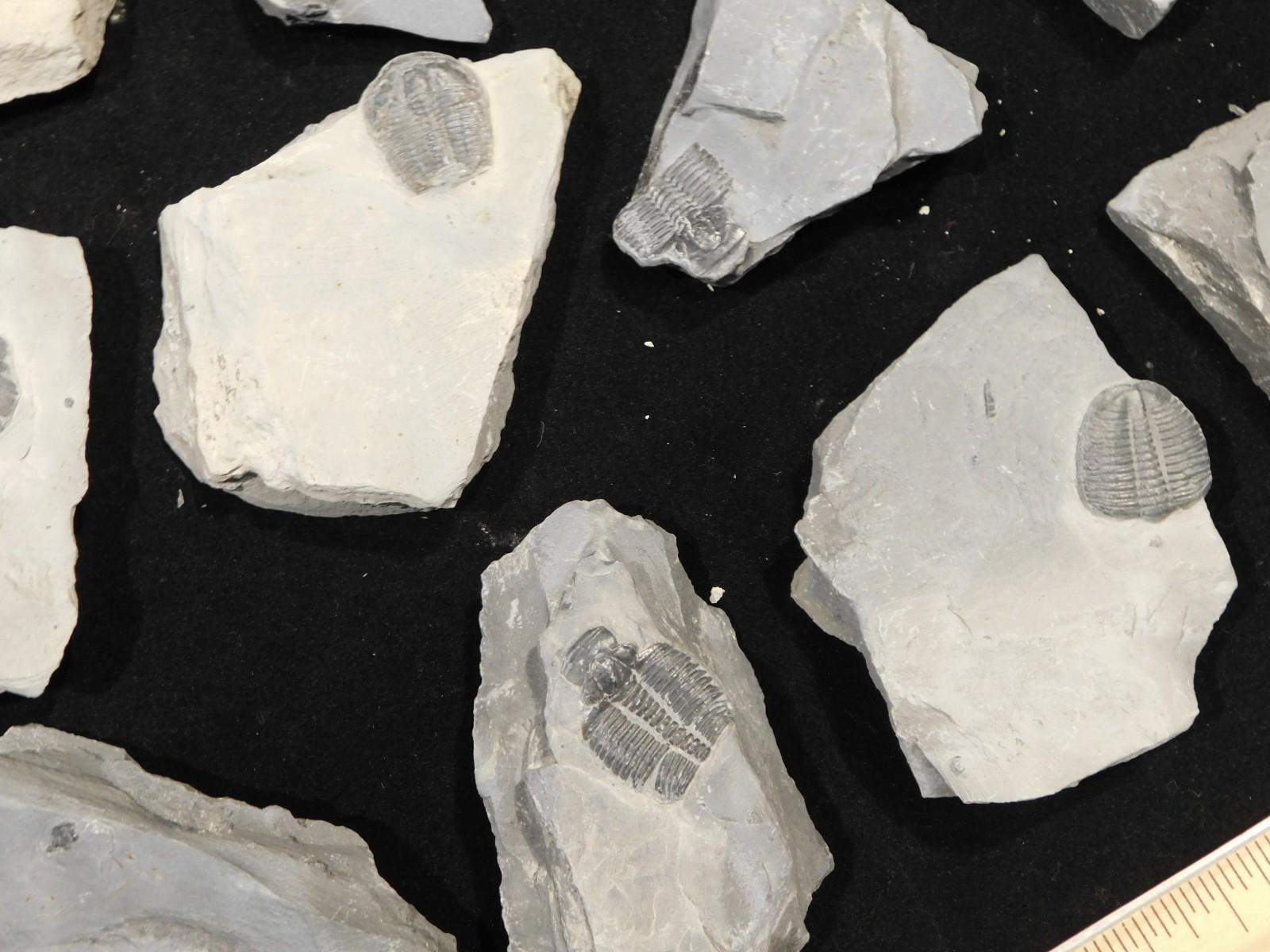 GIANT Lot of FORTY 100% Natural Elrathia TRILOBITE Fossils in Matrix Utah 2300gr