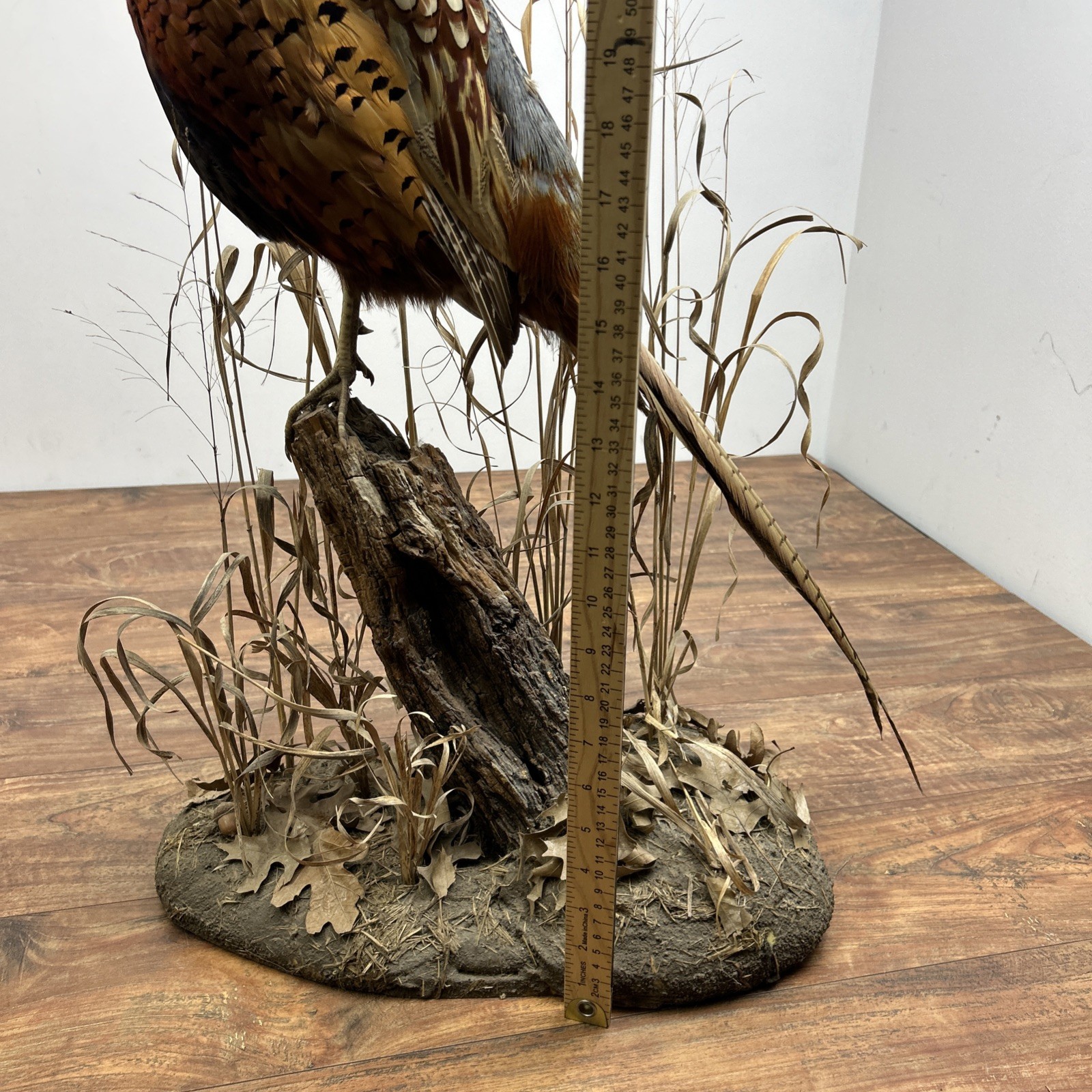 Ringneck Rooster Pheasant Taxidermy Standing Mount Habitat Base Foliage Wood