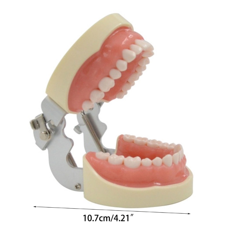 Soft Gums Removable 32 Teeth Suitable for Dentistry Students Operation Practice