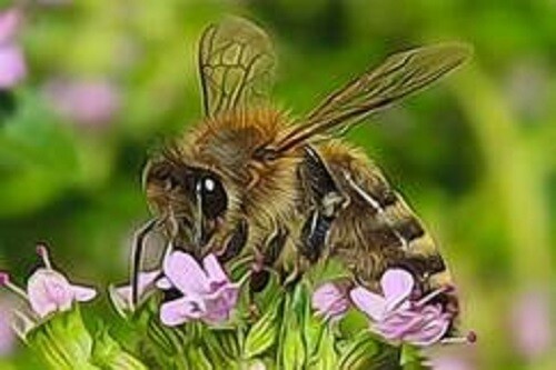 Honey Bee Seed Mix