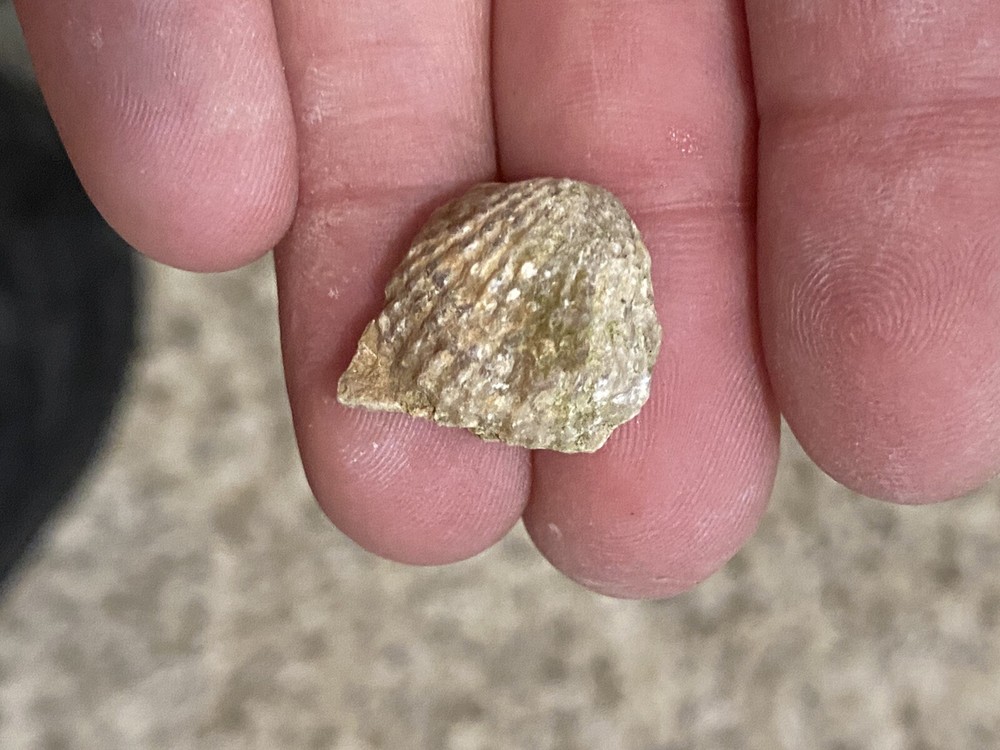 Devonian Brachipod (set Of 5)