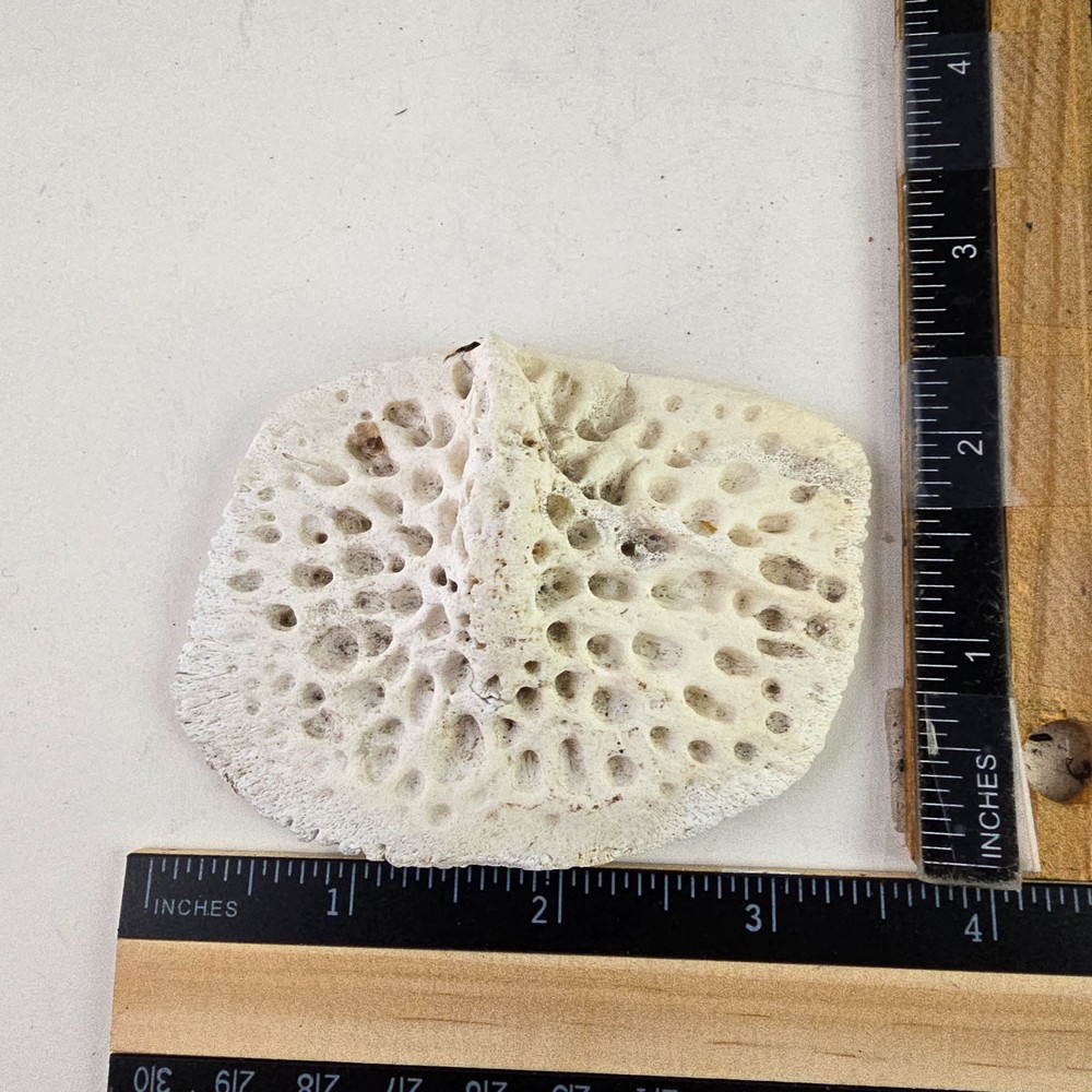 Gator Alligator Back Scute bone bones Bony scutes croc weird Osteoderms white