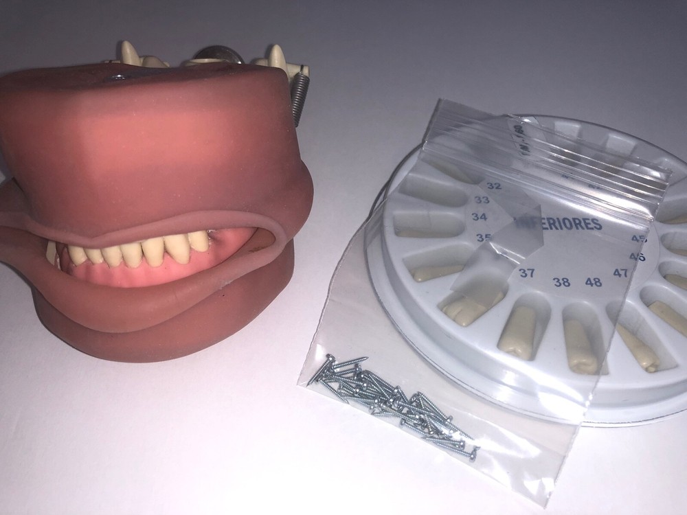 US Dental Typodont for Practice Teeth Model Soft Gum & Simulation Cheek