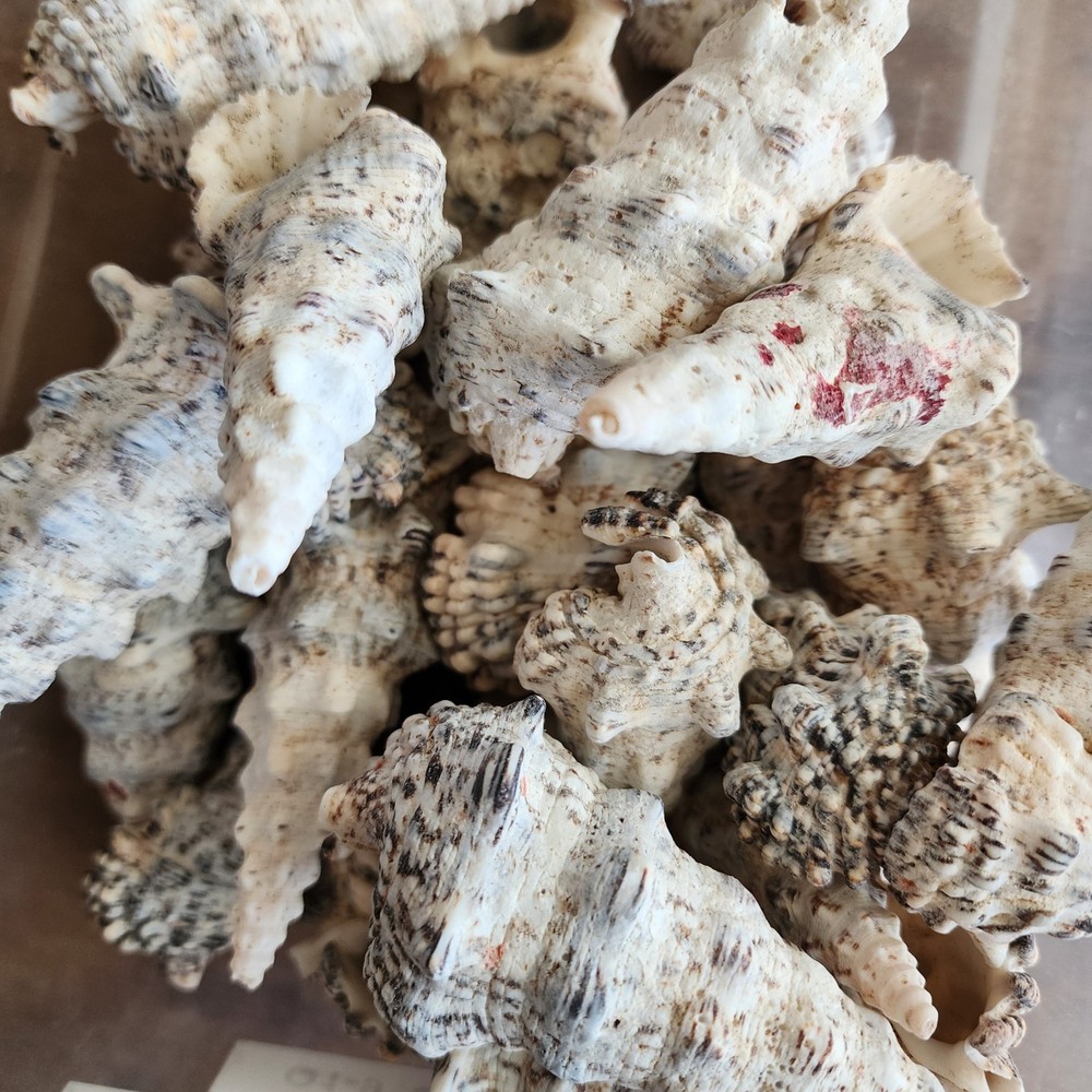 5pc Knobby Cerithium Shells - Beach Wedding - Nautical Shells - Jewelry Supply
