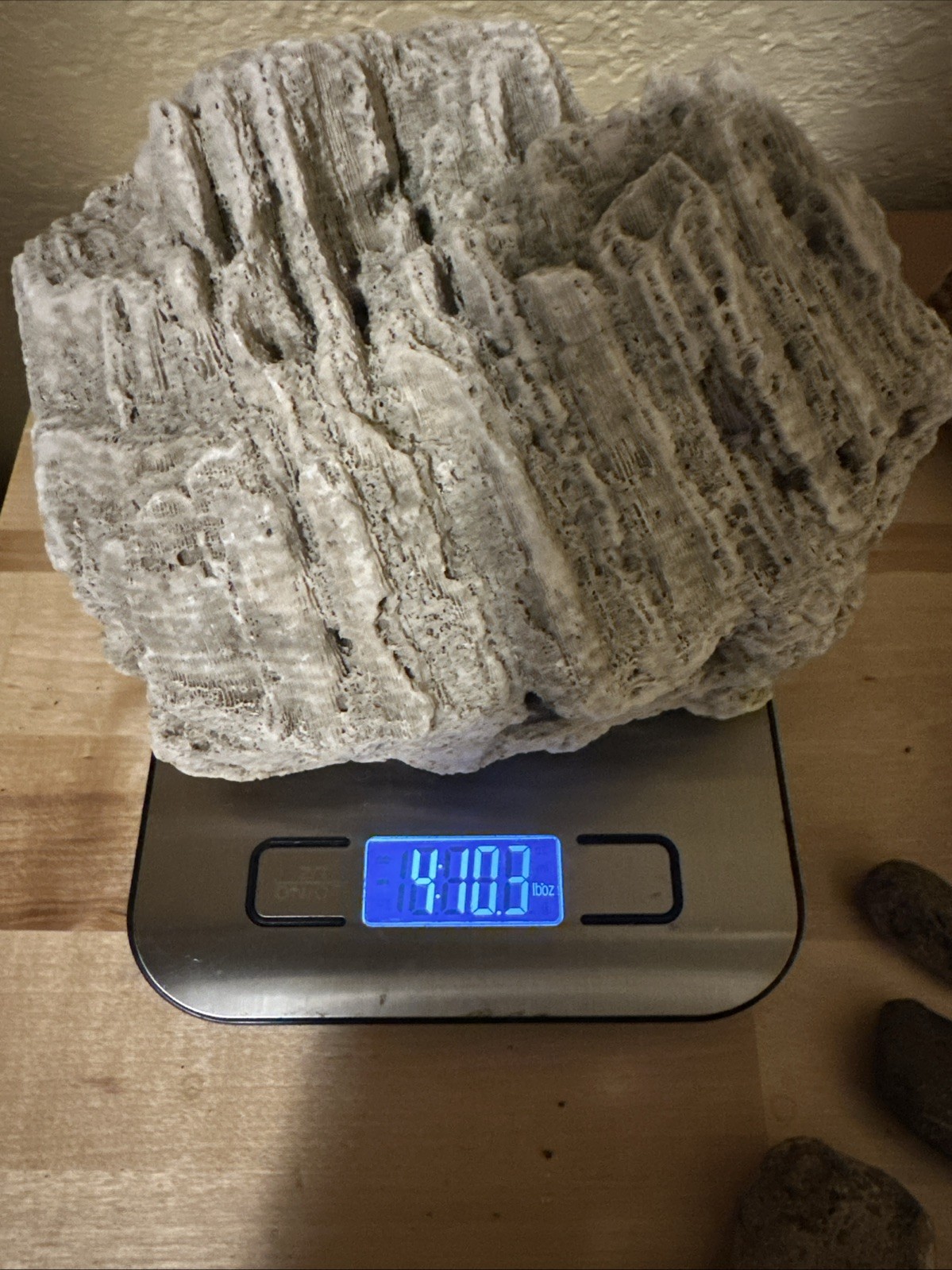 Sea life Coral Fossil Rock Wood Specimen Urchin Geology Shells Coastal Lot