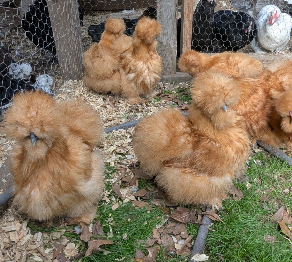 12 Quality Buff & Paint Eggs NPIP