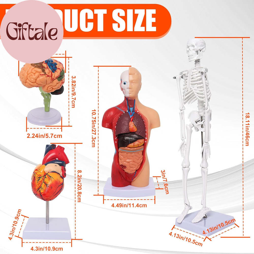 Human Anatomy Models Bundle Set, Brain, Human Torso Body, Heart, Skeleton Model,