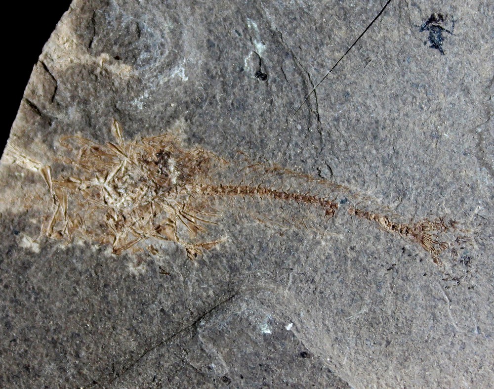 Trachinus sp. - Oligocene fossil fish