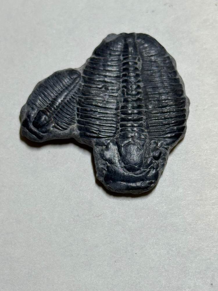ELRATHIA MULTIPLE TRILOBITE FOSSIL NOT ON MATRIX #3