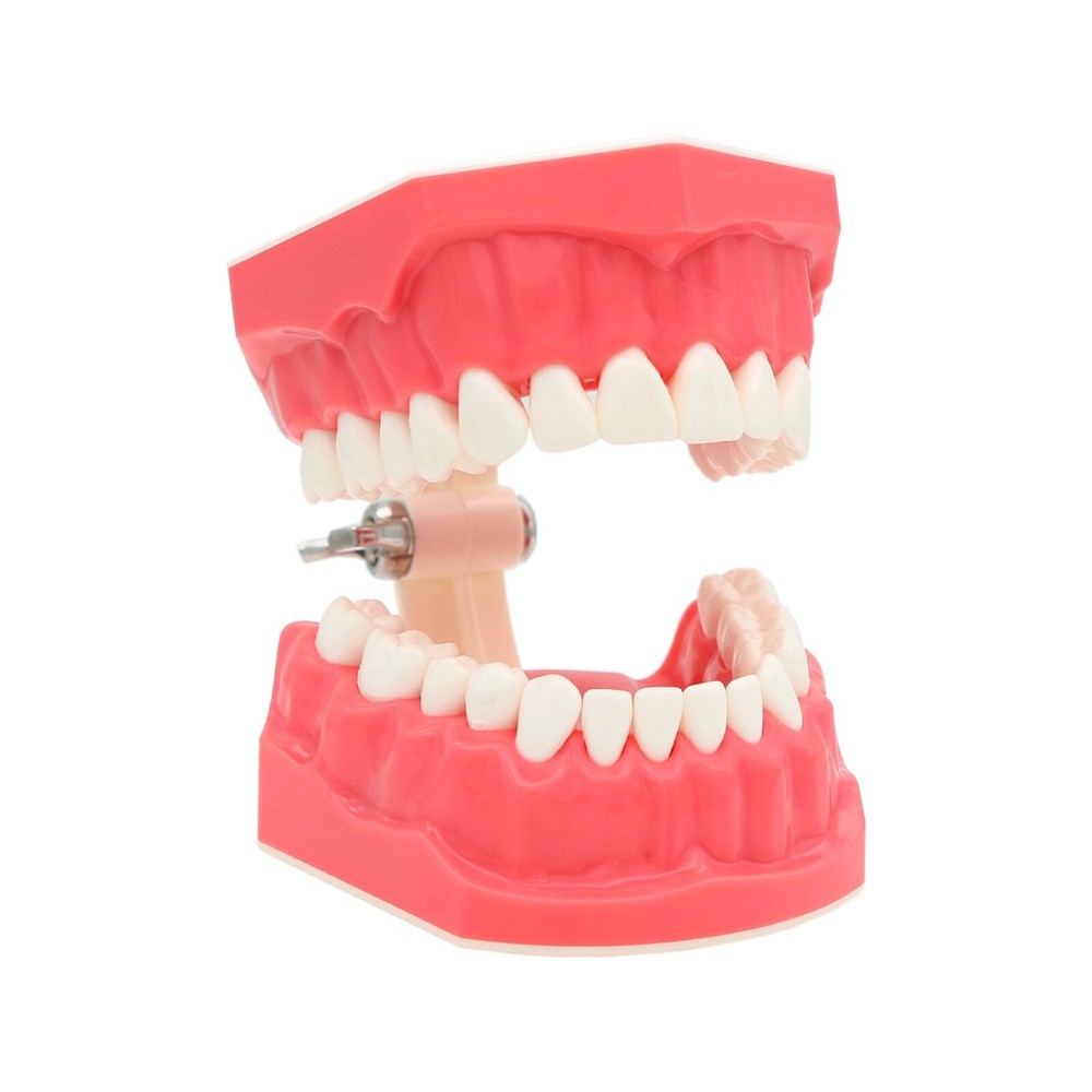 US Dental Typodont Demo Teeth Model1:1 Brushing Flossing Teaching Practice Study