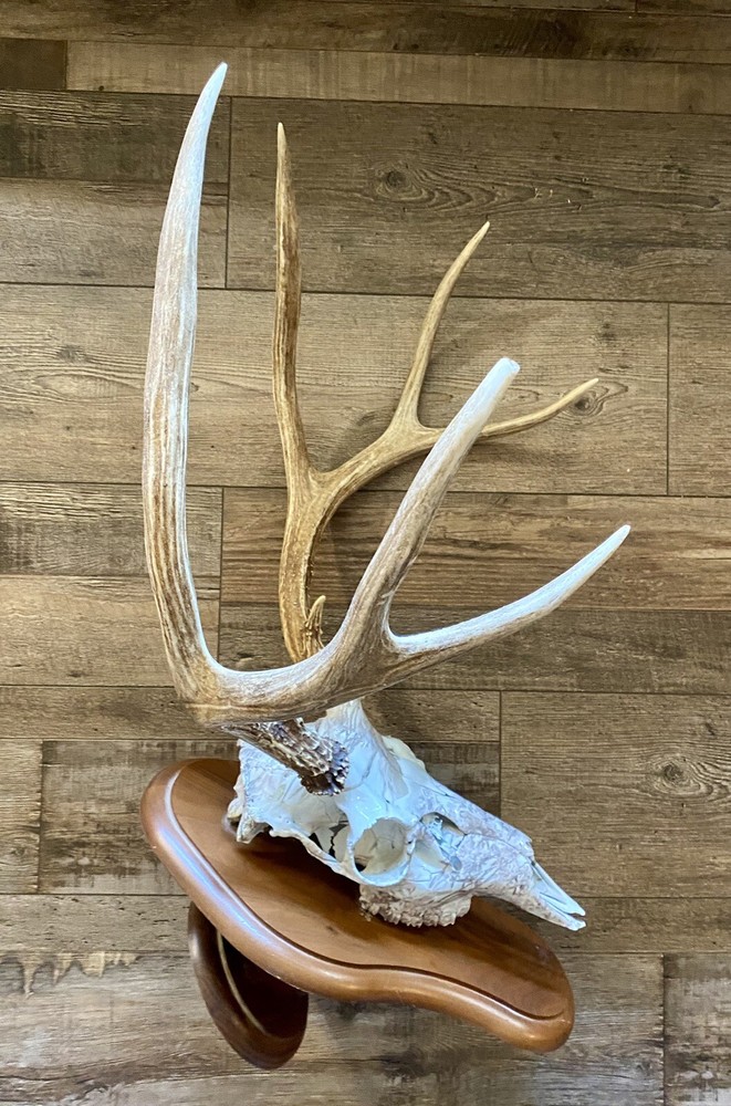 European Mule Deer 3 Point Wall Mount