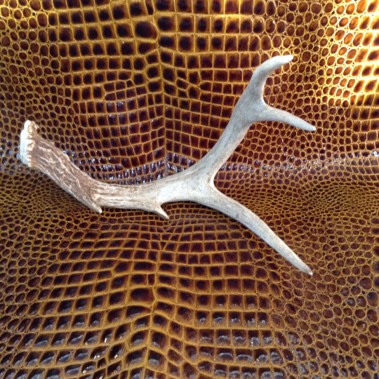 Vintage 8 pt Antler