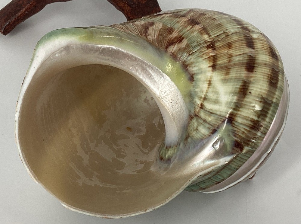 Green Turban Shell From Madagascar